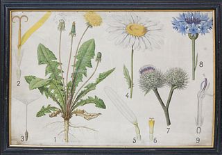 19th c. Botanical Specimens Framed Chromolithograph