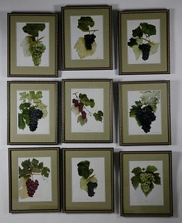 Set of Nine Vintage Framed, "Grapes of New York" Prints