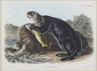 Audubon Imperial Viviparous Quadruped, Sea Otter