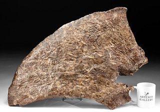 Large Triceratops Fossilized Frill Section