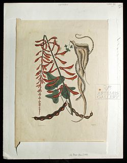 Catesby Engraving Little Brown Bean Snake 1771