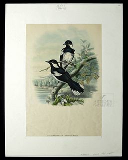 1875 Colored Lithograph, Birds of New Guinea, J. Gould