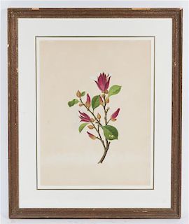 A Botanical Print Height visible 17 1/2 x width 13 1/4 inches.
