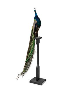A Taxidermy Peacock