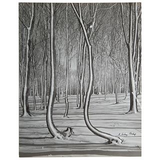 A. Aubrey Bodine. "Crooked Trees"