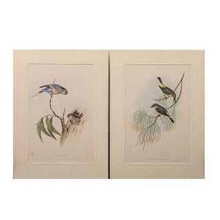 2 John Gould Birds Of Australia Lithograph Prints