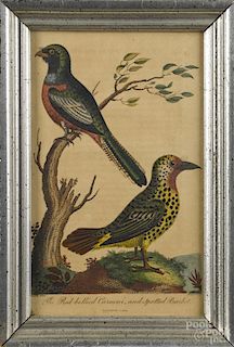 Pair of color bird engravings, after G. Edwards, early 19th c., 7 3/4'' x 4 1/2''.