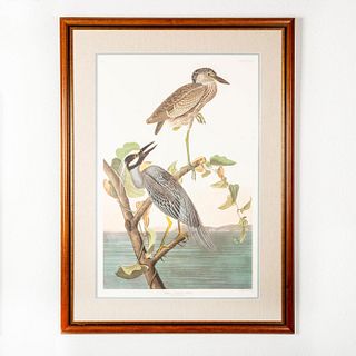Elephant Folio Lithograph Print, Yellow Crowned Heron, R. Havell