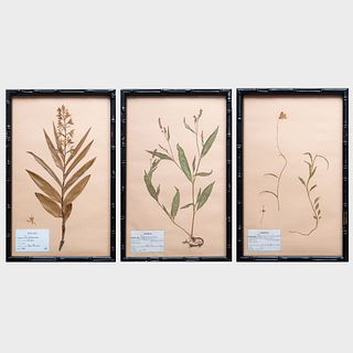 Willilam Stuart Thornton (b. 1946): Three Pressed Botanicals