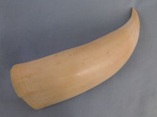 LARGE RAW WHALE TOOTH 