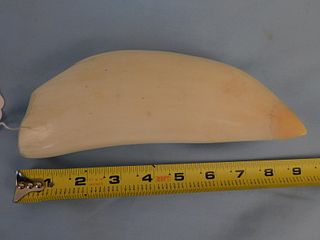 HUGE RAW WHALE TOOTH 