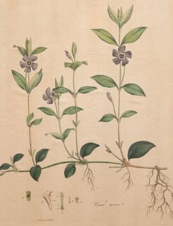 19th century colored botanical print