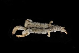 Montana Taxidermy Coyote Fur Hide