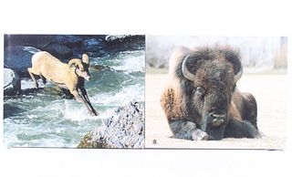 Montana Buffalo & Mountain Goat Canvas Photos