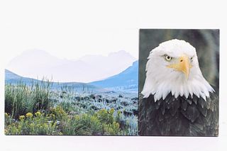 Montana Bald Eagle & Landscape Photos
