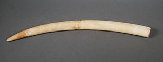 African Elephant Ivory Tusk 