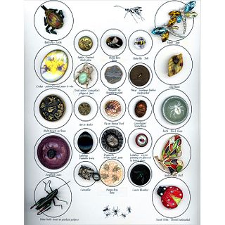 Full Card Of Assorted Material Assorted Insect Buttons