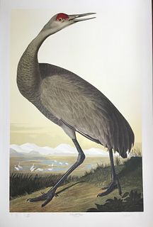 Sandhill Crane, After Audubon, Bernard Loates