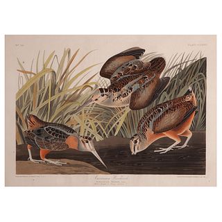 John James Audubon, American Woodcock