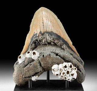 Polished Megalodon Tooth with Barnacles