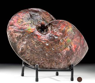 Very Rare Huge Opal Ammolite, Bitten by Mosasaur
