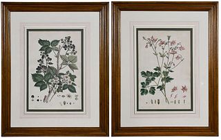 Two Botanical Engravings