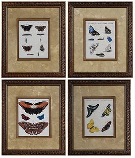 Four Butterfly and Moth Prints