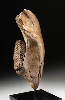 Fossilized Woolly Mammoth Mandible Section w/ Tooth