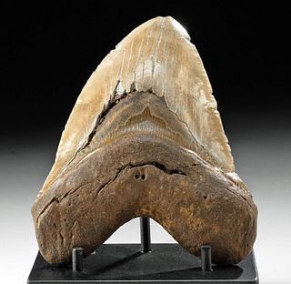 Huge Fossilized Megalodon Tooth