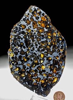 Large Russian Seymchan Meteorite Slice w/ Olivine