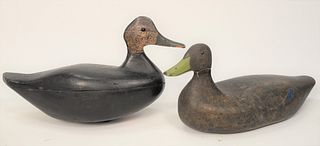 Folkey Black Duck Decoy, Connecticut duck having paint loss, flaking at seam, hollow construction with a deep body to raise the seam...