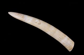 Eskimo / Inuit Polished Walrus Tusk Ivory