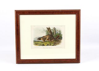 Original JW Audubon Framed Marmot Lithograph No27