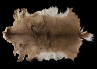 Montana Tanned Whitetail Deer Taxidermy Hide