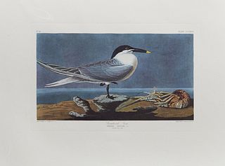 John James Audubon (1785-1851), "Sandwich Tern," No. 56, Plate 279, 20th c., Amsterdam edition, plastic wrapped, H.- 26 3/8 in., W.-...