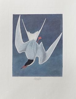 John James Audubon (1785-1851), "Great Tern," No. 62, Plate 309, 20th c., Amsterdam edition, plastic wrapped, H.- 38 1/2 in., W.- 26...