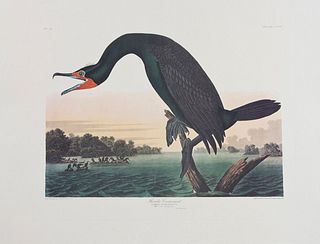 John James Audubon (1785-1851), "Florida Cormorant," No. 51, Plate 252, Amsterdam edition, plastic wrapped,