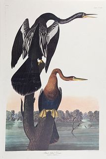 John James Audubon (1785-1851), "Black-bellied Darter," No. 64, Plate 316, Amsterdam edition, plastic wrapped, H.- 39 7/8 in., W.- 2...