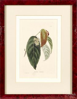 Three color botanical engravings, by Loddiges, 7'' x 4 1/2''.