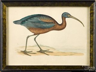 Set of four color bird prints, from British Birds, by Rev. Morris, 4 1/2'' x 6 1/2''.