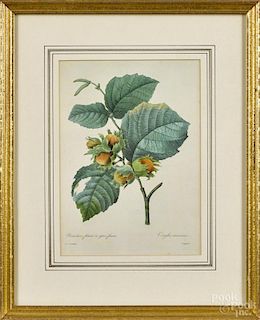 Pair of modern botanical prints, after Redoute, 10'' x 7''.
