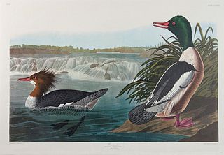 John James Audubon (1785-1851), "Goosander," No. 67, Plate 331, Amsterdam edition, plastic wrapped, H.- 26 7/8 in., W.- 39 1/8 in.