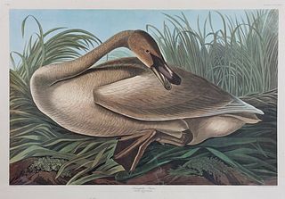 John James Audubon (1785-1851), "Trumpeter Swan," No. 76, Plate 376, Amsterdam edition, plastic wrapped, H.- 26 3/8 in., W.- 39 3/8 in.