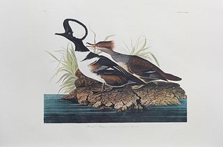 John James Audubon (1785-1851), "Hooded Merganser," No. 47, Plate 232, 20th c., Amsterdam edition, plastic wrapped, H.- 26 5/8 in.,...