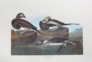 John James Audubon (1785-1851), "Long-tailed Duck," No. 63, Plate 312, 20th c., Amsterdam edition, plastic wrapped, H.- 26 5/8 in.,...