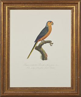 Francois Levaillant (1753-1824), "First Variety of the Yellow-Fronted Parakeet," 20th c., colored print, from his "Histoire Naturell...