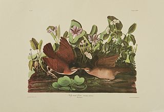 John James Audubon (1785-1851), "Key West Dove," No. 34, Plate 167, Amsterdam edition, plastic wrapped, H.- 26 in., W.- 39 1/2 in.