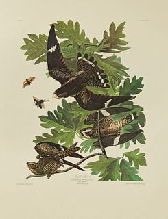 John James Audubon (1785-1851), "Night Hawk," No. 30, Plate 147, Amsterdam edition, plastic wrapped, H.- 39 3/4 in., W.- 26 5/8 in.