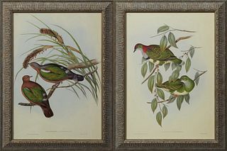 John Gould & H.C. Ritcher, "Chalcophaps Chrysocholra," and "Ptlinopus Superbaus," early 20th c., pair of dove prints, presented in p...