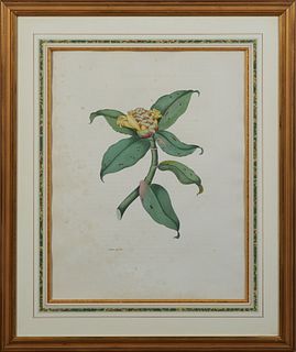 English School, "Costus Spicatus," 19th c., colored print, presented in a gilt frame with a marbled mat, H.- 20 1/2 in., W.- 16 in.